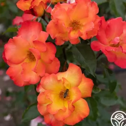 Heirloom Roses Playboy® Online
