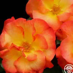 Heirloom Roses Playboy® Online