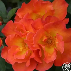 Heirloom Roses Playboy® Online