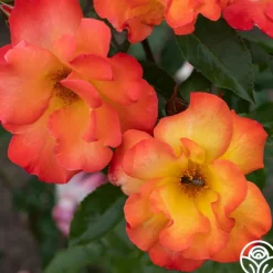 Heirloom Roses Playboy® Online