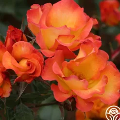 Heirloom Roses Playboy® Online
