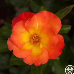 Heirloom Roses Playboy® Online