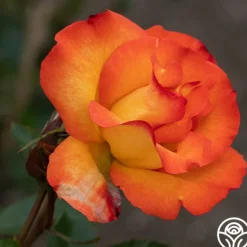 Heirloom Roses Playboy® Online