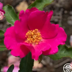 Heirloom Roses Playgirl™ Clearance