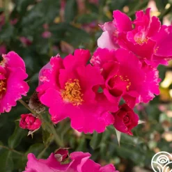 Heirloom Roses Playgirl™ Clearance