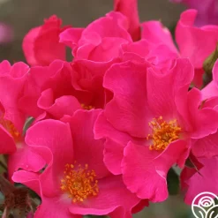 Heirloom Roses Playgirl™ Clearance