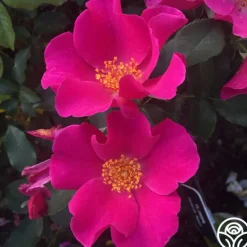Heirloom Roses Playgirl™ Clearance