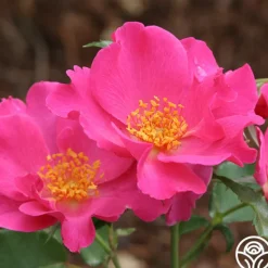 Heirloom Roses Playgirl™ Clearance
