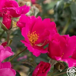 Heirloom Roses Playgirl™ Clearance