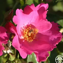 Heirloom Roses Playgirl™ Clearance