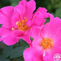 Heirloom Roses Playgirl™ Clearance