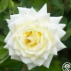 Heirloom Roses Polar Star® Clearance