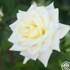 Heirloom Roses Polar Star® Clearance