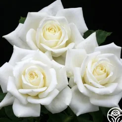 Heirloom Roses Polar Star® Clearance