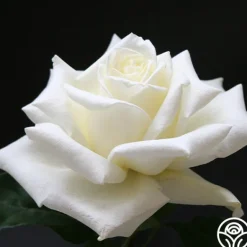 Heirloom Roses Polar Star® Clearance