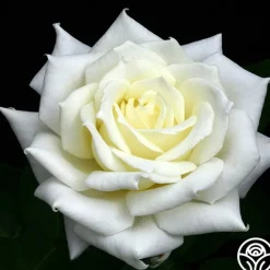 Heirloom Roses Polar Star® Clearance