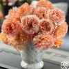 Heirloom Roses Polka® New