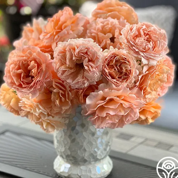 Heirloom Roses Polka® New