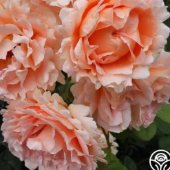 Heirloom Roses Polka® New