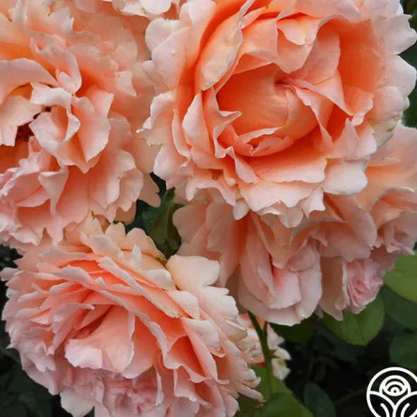 Heirloom Roses Polka® New