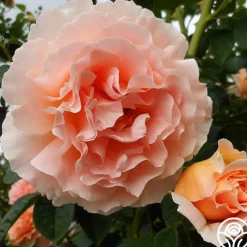 Heirloom Roses Polka® New