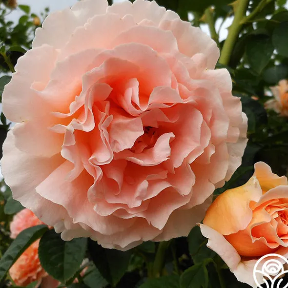 Heirloom Roses Polka® New