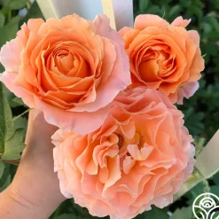 Heirloom Roses Polka® New