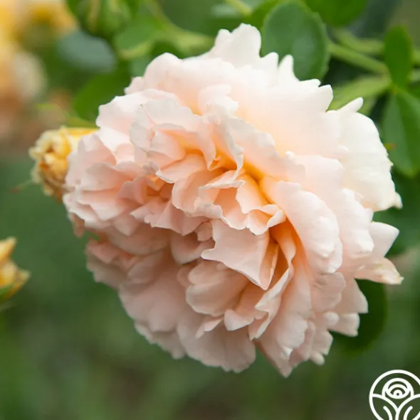 Heirloom Roses Polka® New