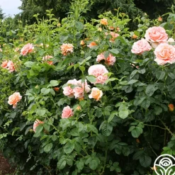 Heirloom Roses Polka® New