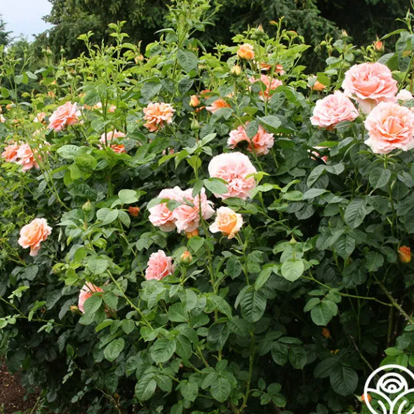 Heirloom Roses Polka® New