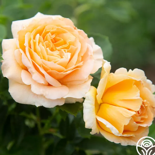 Heirloom Roses Polka® New