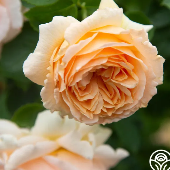 Heirloom Roses Polka® New