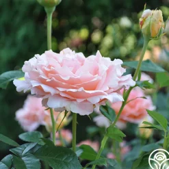 Heirloom Roses Polka® New