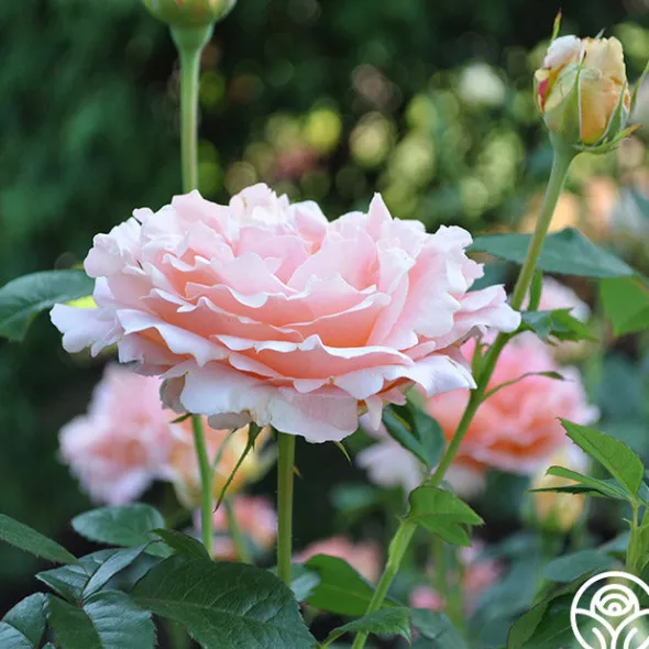 Heirloom Roses Polka® New