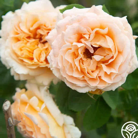 Heirloom Roses Polka® New