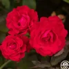 Heirloom Roses Polonaise Outlet