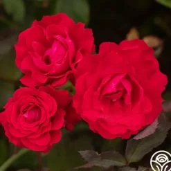 Heirloom Roses Polonaise Outlet