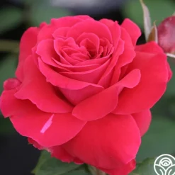 Heirloom Roses Polonaise Outlet
