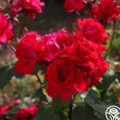 Heirloom Roses Polonaise Outlet