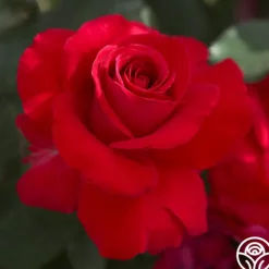 Heirloom Roses Polonaise Outlet