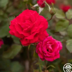 Heirloom Roses Polonaise Outlet