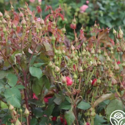 Heirloom Roses Polonaise Outlet