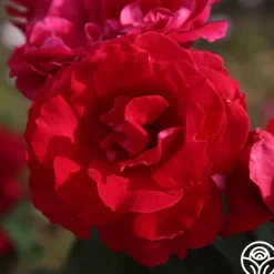 Heirloom Roses Polonaise Outlet