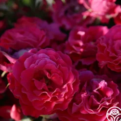 Heirloom Roses Polonaise Outlet
