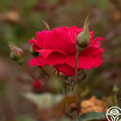 Heirloom Roses Polonaise Outlet