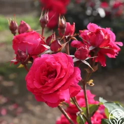 Heirloom Roses Polonaise Outlet