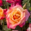 Heirloom Roses Polynesian Punch™ Outlet