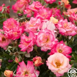Heirloom Roses Polynesian Punch™ Outlet
