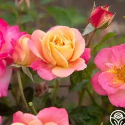Heirloom Roses Polynesian Punch™ Outlet