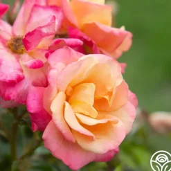 Heirloom Roses Polynesian Punch™ Outlet
